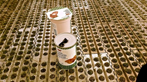 (Beinahe) lebensgrosse Joghurtbecher und Raviolidosen gab es als gelungenen Werbegag bei Migros M-Budget