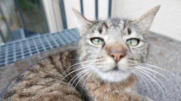 Selbst die Katze freute sich - aber nicht auf den Kater